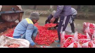 carrot seeds in india carrot cultivation in india season [upl. by Akihsal]