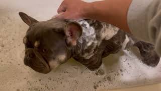 Lilac and Cream French Bulldog First Bath at the Camp lilacandcreamfrencie [upl. by Rhtaeh769]