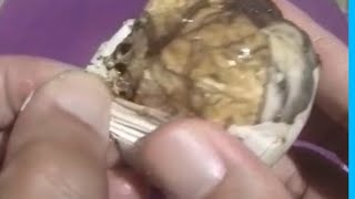 🌈Lets open BALUT ready to eat🥚egg embryo ASMR trending yummy🥚 [upl. by Malony]