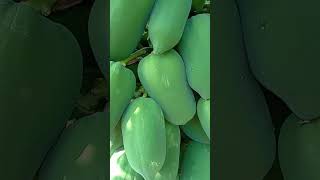 Agriculture green papita  natural youtube viral short video song love art fun cartoon x [upl. by Hardan]