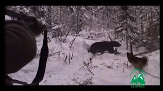 Osos Siberianos en el Lago Baikal [upl. by Elliott]