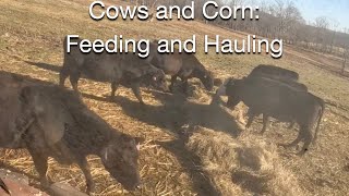 Cows and Corn Feeding and Hauling [upl. by Tnias]