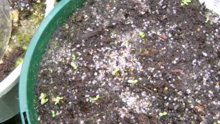 Cephalotus seedlings recently germinted [upl. by Enifesoj497]