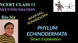 Phylum Echinodermata  Animal Kingdom  Class 11  Biology  NEET  Chapter 4 [upl. by Keefer]