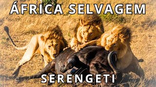 AFRICA SELVAGEM  A Exuberância do SERENGETI Suas Belezas Naturais Animais Selvagens e História [upl. by Llabmik]