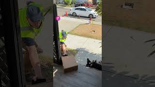 Delivery Guy Faces Off with a Sleeping Dog shorts [upl. by Meghann509]