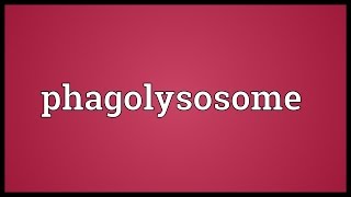 Phagolysosome Meaning [upl. by Jonathan]