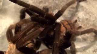 Tarantulas  The Weird and Wonderful World of Mating [upl. by Eiramanel151]