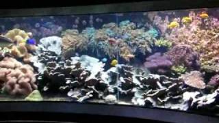 Giant 200° Panorama Tropical seawater reef tank  Salzwasserbecken  Aquazoo 4848 [upl. by Aneeuqahs]