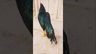 Pure Black Long Tail FighterRooster ساوا اصیل مرغ۔elusionoflegendslikesubscr1893elusionoflegends [upl. by Michael]