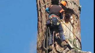 Cutting Down an Old FIr [upl. by Suired]