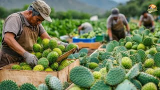 Millions of Nopal Cactus Harvesting A Deep Dive into Cactus Farming and Cultivation 🌵 [upl. by Aiynot]