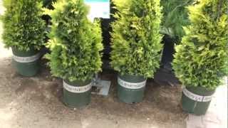 Gold Rider Leyland Cypress 30 sec Plant of the Day  Cupressus leylandii Gold Rider [upl. by Abla]