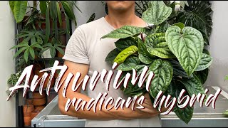 Anthurium Radicans X Luxurians Hybrid Care Tips and Propagation  WITH UPDATES [upl. by Notlew610]