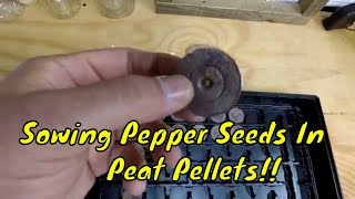 Sowing Spring Peppers By Seed  Peat Pellet Method [upl. by Bunce]