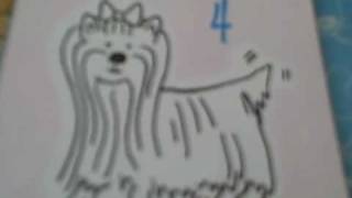 How to Draw a Yorkshire Terrier [upl. by Ynnal]