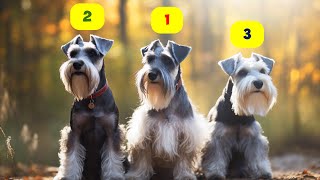 SCHNAUZER TYPES  5 TYPES OF SCHNAUZERS [upl. by Pip]