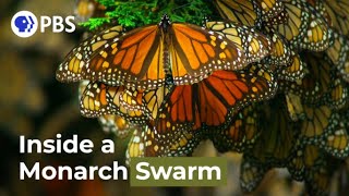 Watch a Breathtaking Monarch Butterfly Swarm [upl. by Yeslek]