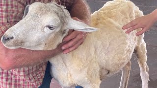 Kutztown folk festival sheep shearing full show￼ [upl. by Schumer]