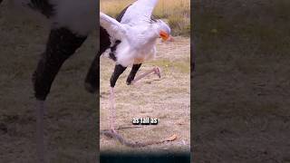 The mythical bird of the Sahara Desert the secretary bird the terror of all venomous snakes [upl. by Murdocca403]