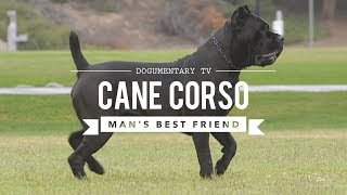 CANE CORSO MANS BEST FRIEND [upl. by Forta436]