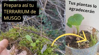 Cómo cultivar MUSGO en casa un gran ALIADO para tus PLANTAS de interior [upl. by Mitman]