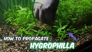 How to propagate HYGROPHILA plant in aquarium 🌱  Hygrophila Propagation  LushAqua [upl. by Ecinev]