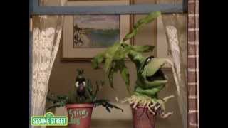 Sesame Street Desperate Houseplants [upl. by Berns]