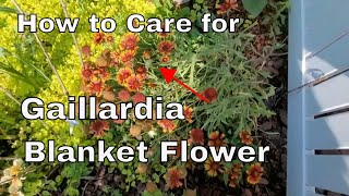 How to Care for a Gaillardia or Blanket Flower  Tips and Trick  How Big to They Grow [upl. by Utimer]