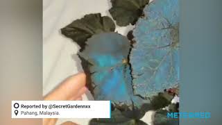 Begonia pavonina an amazing plant with iridescent blue leaves [upl. by Culberson843]