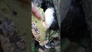 edible porcini mushrooms suppilovahvero foodforaging asmr organic shortsvideo [upl. by Hollie]