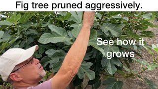 Fig tree pruning results See how it grows [upl. by Hamon]