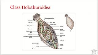 Phylum Echinodermata  Class Holothuroidea [upl. by Guadalupe]