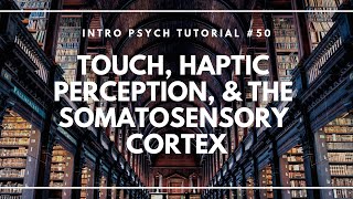 Touch Haptic Perception amp the Somatosensory Cortex Intro Psych Tutorial 50 [upl. by Branden]