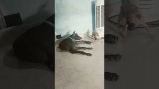 Dog whatsApp status tamil Charlie and joe [upl. by Allicirp]