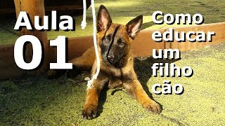 Curso de adestramento Como educar um filho cão  Aula 01 [upl. by Bricker516]