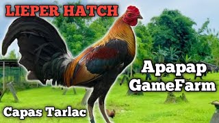 LIEPER HATCH  APAPAP GAMEFARM  QUALITY GAMEFOWL IN THE PHILIPPINES [upl. by Eniliuqcaj]