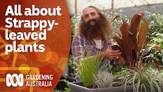 How these plants can add form and texture to your garden  Garden Inspiration  Gardening Australia [upl. by Gilba]