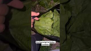 Kechqurungi terimdan lavhalar romainelettuce [upl. by Viridi]