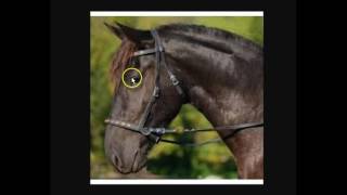 Explaining amp Understanding Bitless Bridles Hackamores Rope Halters amp Benefits For The Horse [upl. by Lu464]