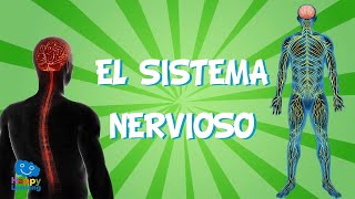 El Sistema Nervioso  Videos Educativos para Niños [upl. by Dranreb]