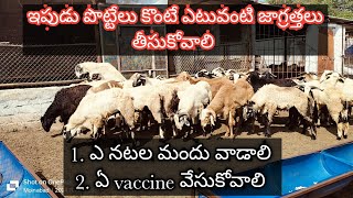 Sheep and Goat farming  Vaccination and Deworming for New Purchased animals [upl. by Ayanat]