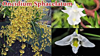 Oncidium Sphacelatum Dendrobium Espécie Auriculatum e mais Promoções [upl. by Earej]