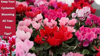 CYCLAMEN को PLANT मा वर्षैभरि फुल कसरी फुलाइराख्नु  त्यसको लागि हेर्नुहोस् यो भिडियो। [upl. by Namhcan]