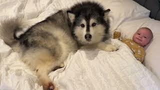 Alaskan Malamute Protecs Baby With Her Life Cutest Ever [upl. by Walburga]