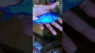 Malawi Blue Dolphin  Cyrtocara Moorii  Cichlid Breeding Farm [upl. by Batsheva902]