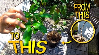 Shaping A Star Apple Tree Grown In A Pot [upl. by Hermes279]