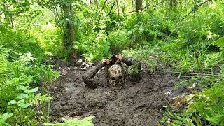 Bog snorkelling attempt  Masurian Forest Bog 2024  Day 1  Take 3 [upl. by Assenay677]