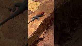 RED HEADED AGAMA LIZARD UNIQUE WAY OF WALKING [upl. by Aitnecserc]