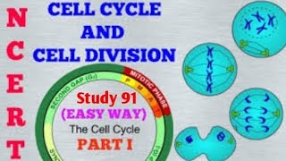 Cell Division  कोशिका विभाजन science biology science video classStudy 91 Nitin sir [upl. by Shaylyn]